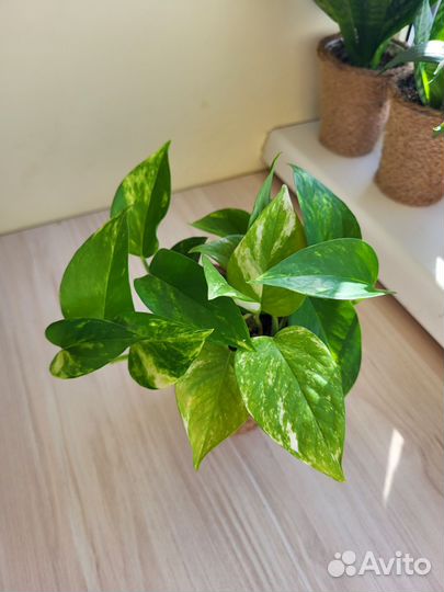 Эпипремнум