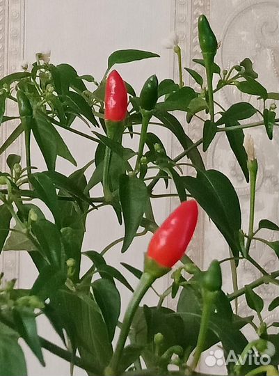 Перец комнатный