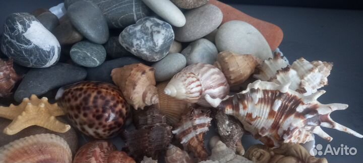 Морские ракушки (раковины) камни