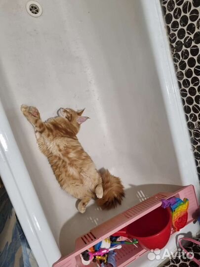 Кошка мейкун