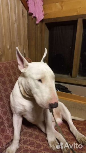 Бультерьер