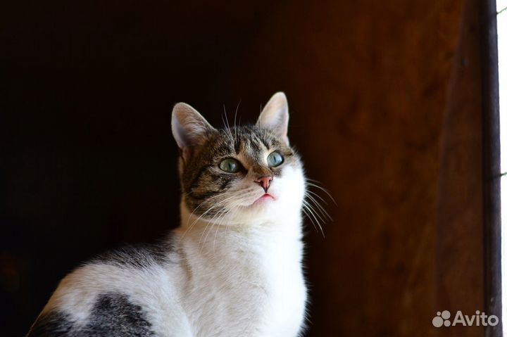 Котенок в горошек, кому