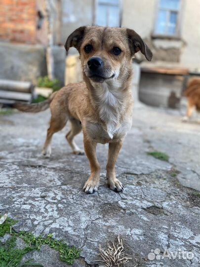 Щенок в добрые руки бесплатно