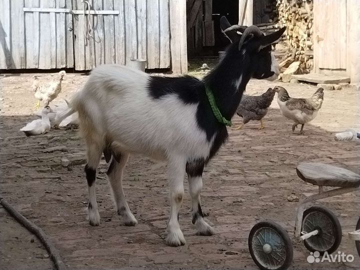 Коза дойная