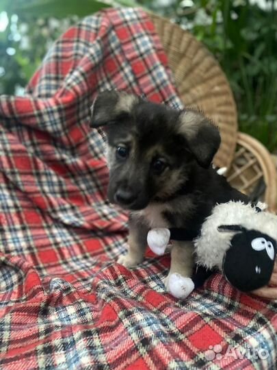 Овчаристые щенки