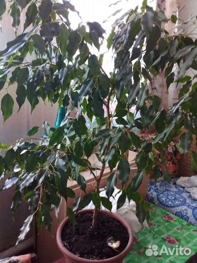 Фикус зеленый выс 1метр