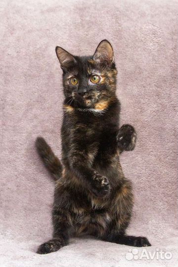 Кошка Зося в добрые руки