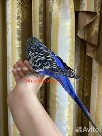 Выставочный волнистый попугай, Чех