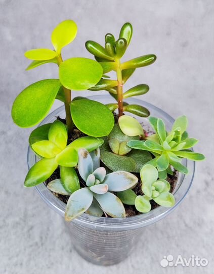 Суккуленты, набор