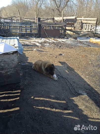 Кавказская овчарка в добрые руки