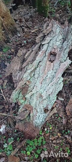 Кора сосны