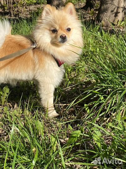 Шпиц вязка девочка