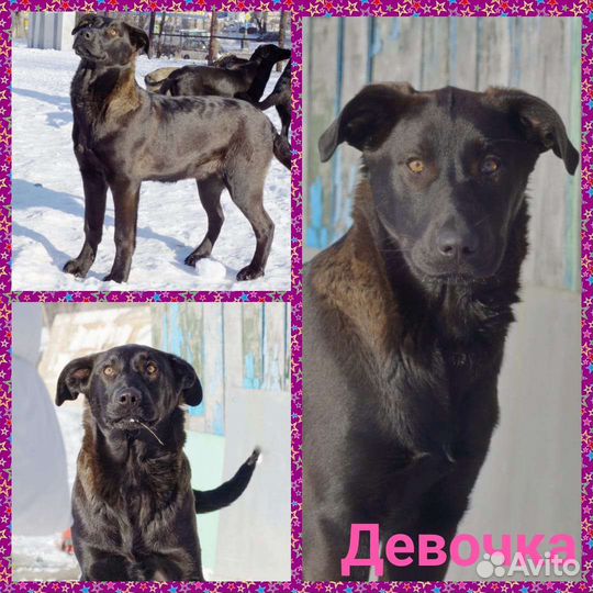 Щенок в добрые руки бесплатно