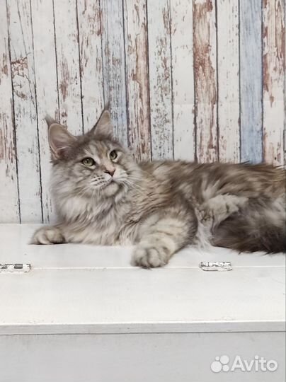 Взрослые девочки мейн-кун