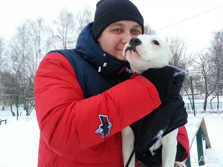 Курс дрессировки от эксперта кинолога гарантия