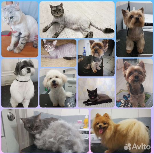 Стрижка собак,котов,экспресс линька, вычес, выезд