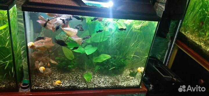 Аквариум