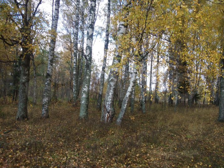 Участок 100 сот. (СНТ, ДНП)