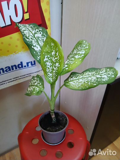 Диффенбахия