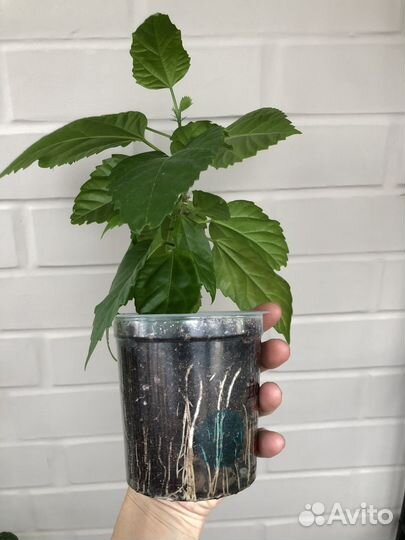 Гибискус комнатный махровый