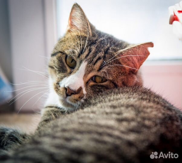 Отдам котика Чака