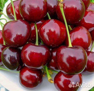 Саженцы морозостойкой черешни Талисман