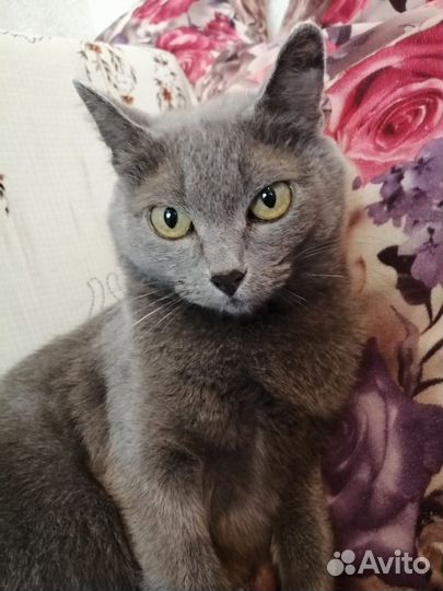 Отдам кошку и котята в хорошие руки