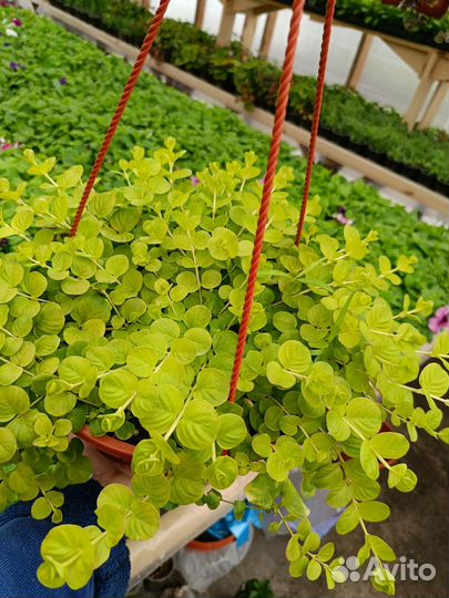 Растения для сада