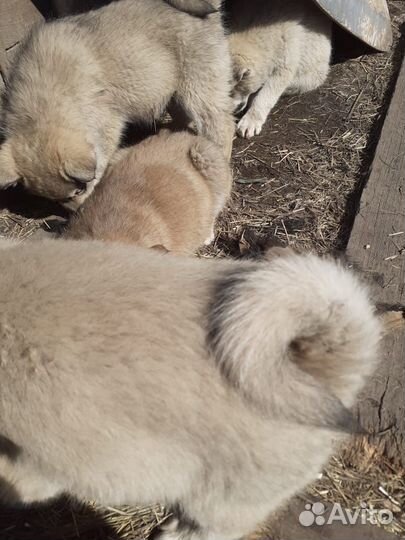 Западно сибирская лайка