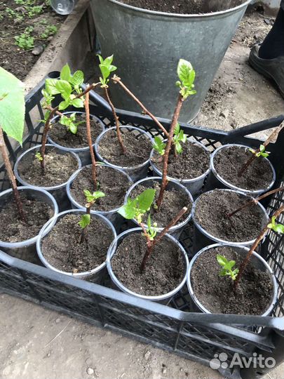 Саженцы китайского лимонника