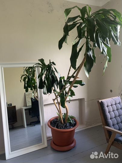 Драцена пальма фрагранс