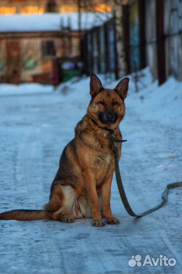 Собака в добрые руки