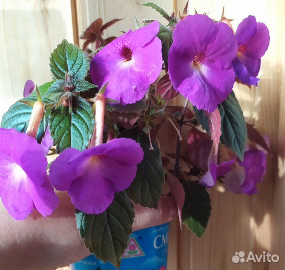 Комнатные цветы. Горшки, кашпо. Вазон