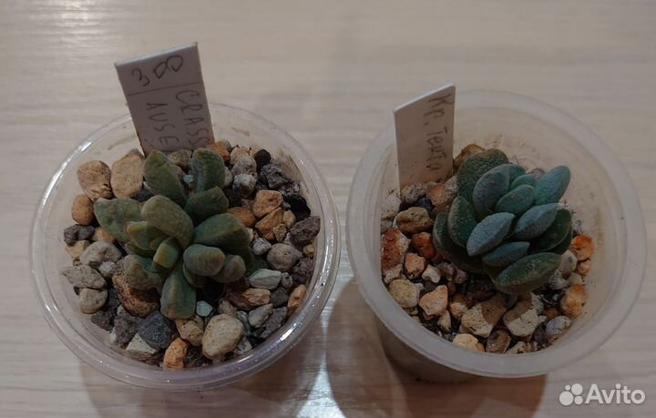 Суккуленты