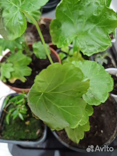 Фикус бенджамина