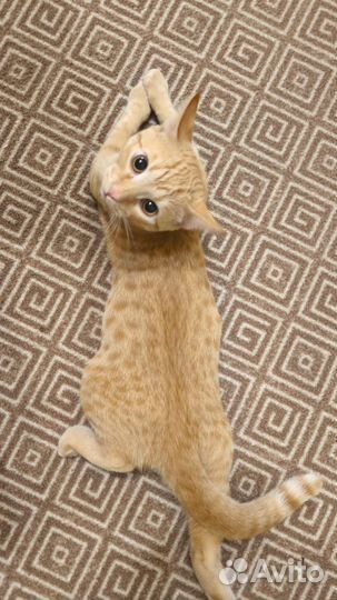 Отдам в добрые руки котика 6 мес