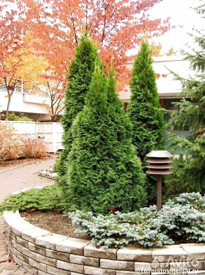 Туя смарагд