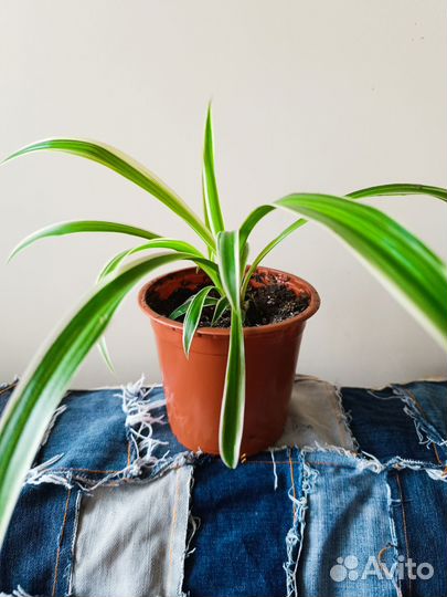 Комнатные цветы