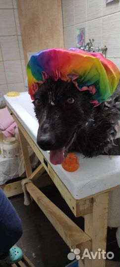 Собака в дар