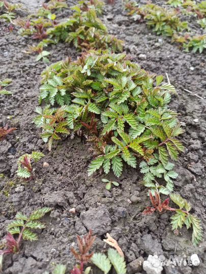 Тибетская малина саженцы