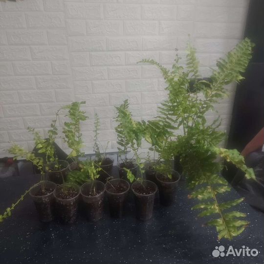 Нефролепис тайгер