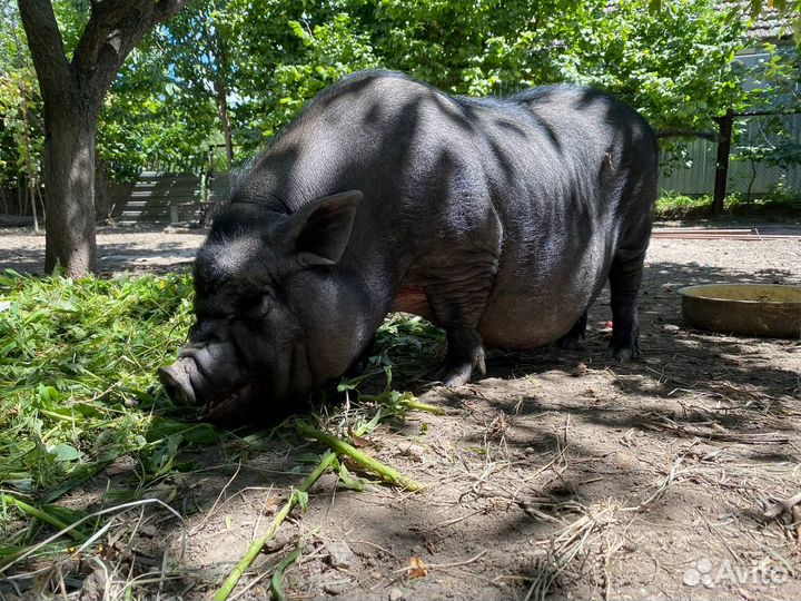 Поросята на мясо