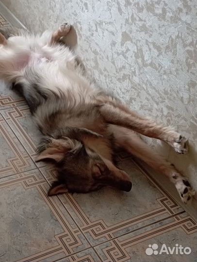 Собака в дар