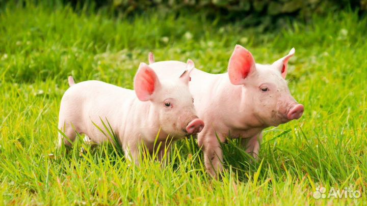 Поросята