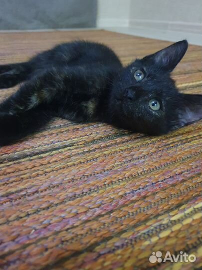 Котенок девочка 2,5м ищет добрые руки