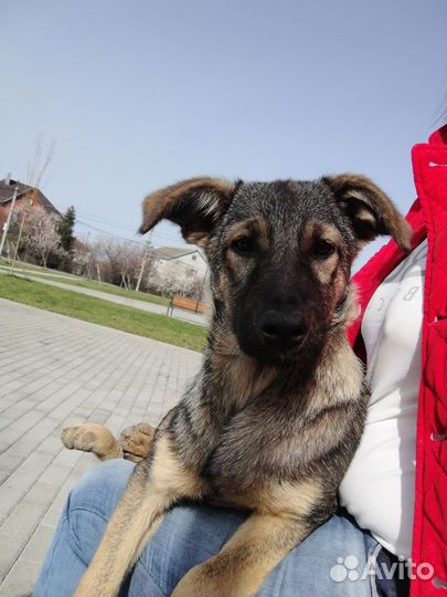 Бесплатно щенок