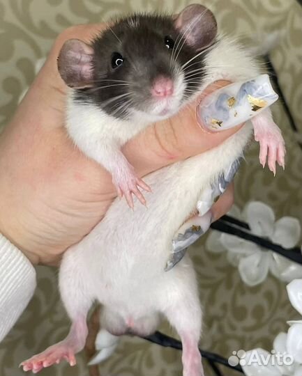 Питомник. Дамбо крысы, крысята, крыса