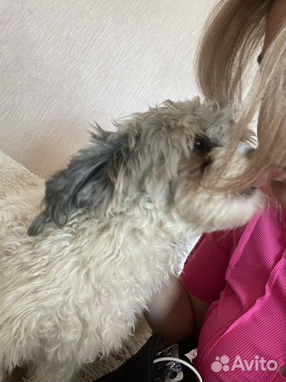 Китайская хохлатая пуховая