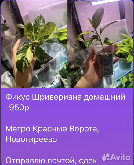 Черенки моих растений