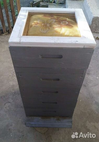 Улей нуклеус